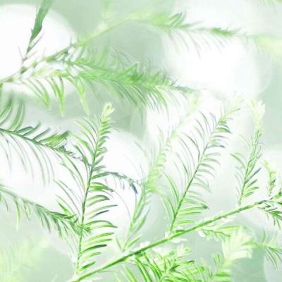 灰熊滑雪冒险最新版下载